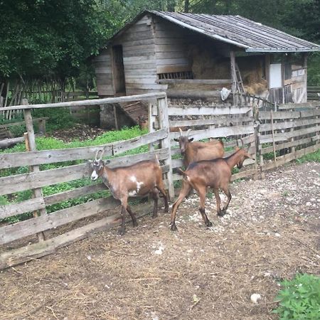 Eco Camp Dzogaska Vrela Hotel Плевля Екстериор снимка