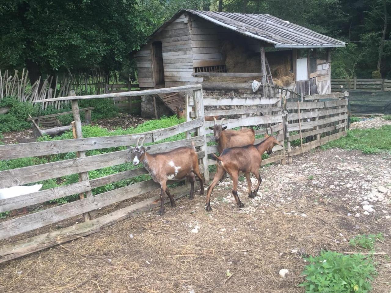 Eco Camp Dzogaska Vrela Hotel Плевля Екстериор снимка